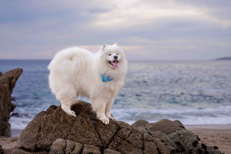 Ghost in Carmel Jan. 2026-1127.jpg