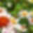 Bees pollinating a garden