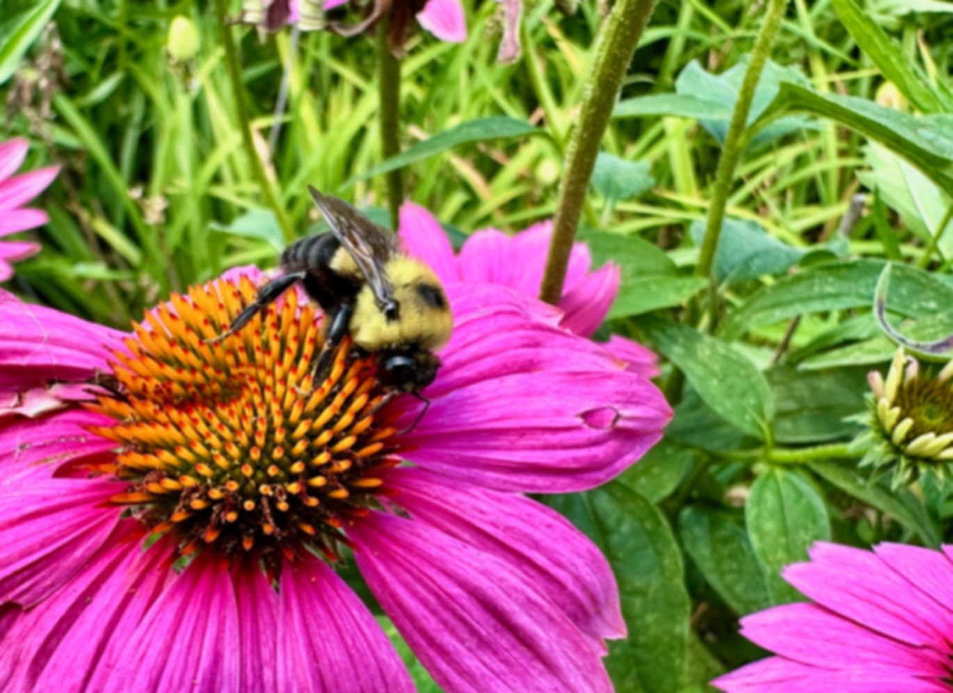 flower and bee image