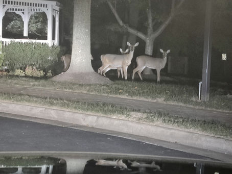 The animals who make in McLean their home are also our neighbors and deserve a clean home