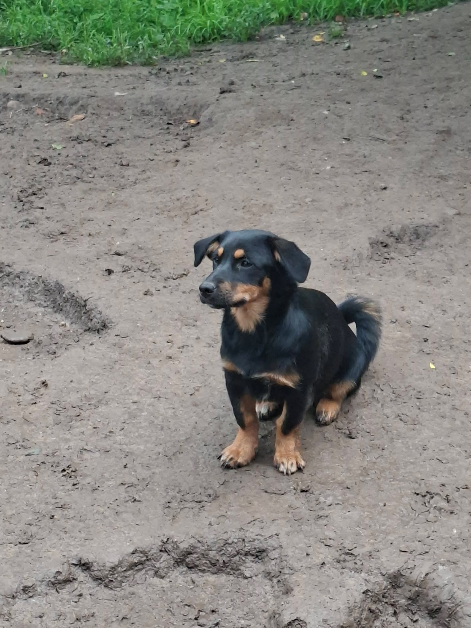 Sara, rescuehond uit Roemenië
