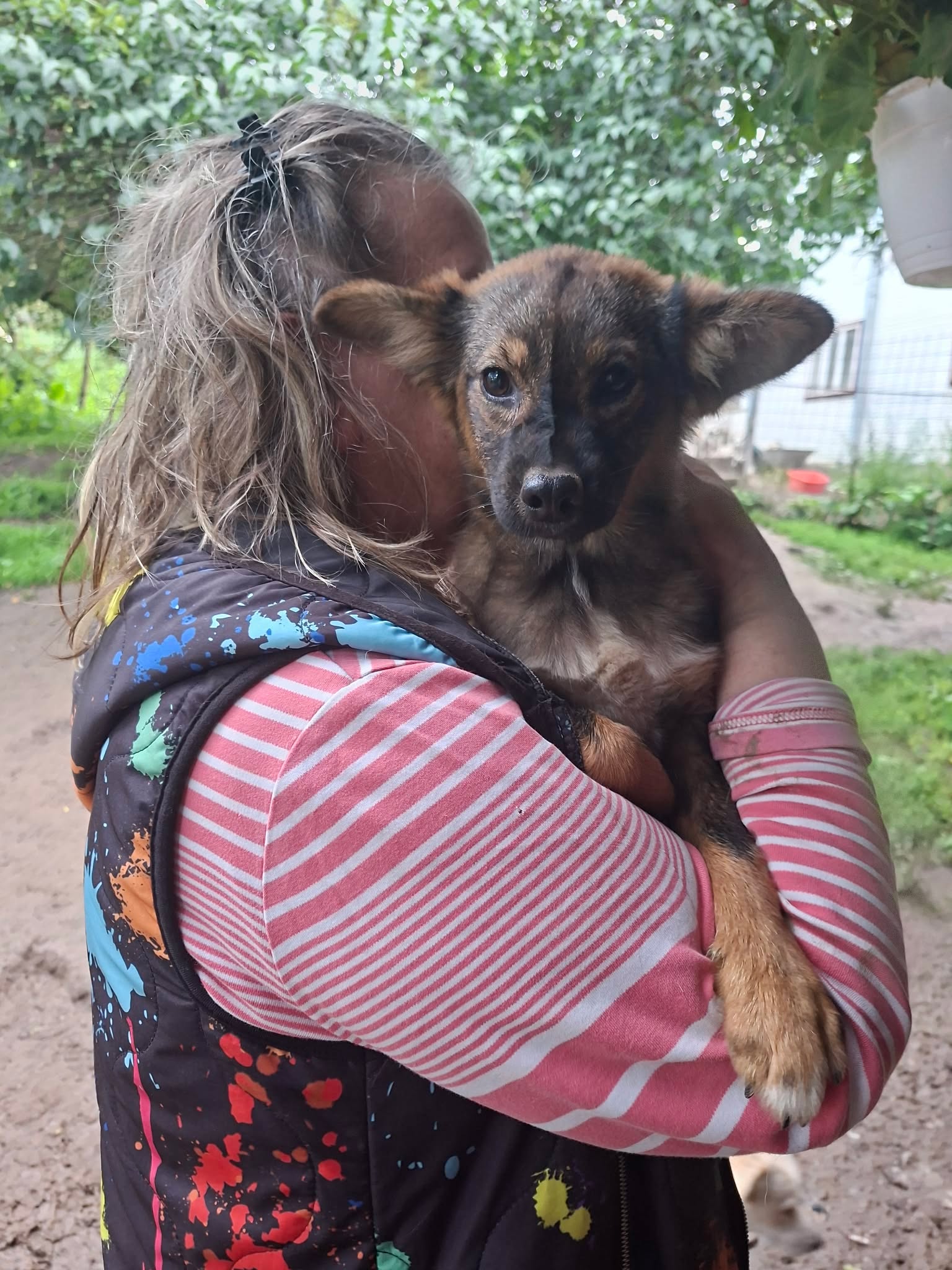 Noya, rescuehond uit Roemenië