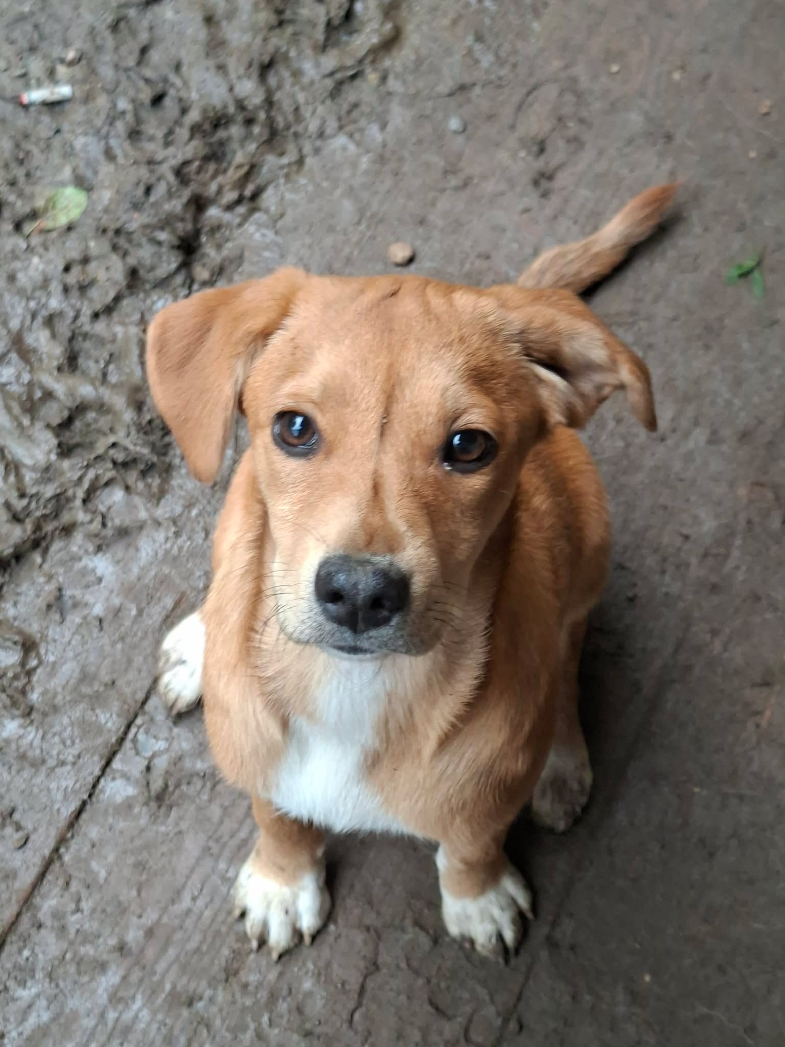 Jasmine, rescuehond uit Roemenië