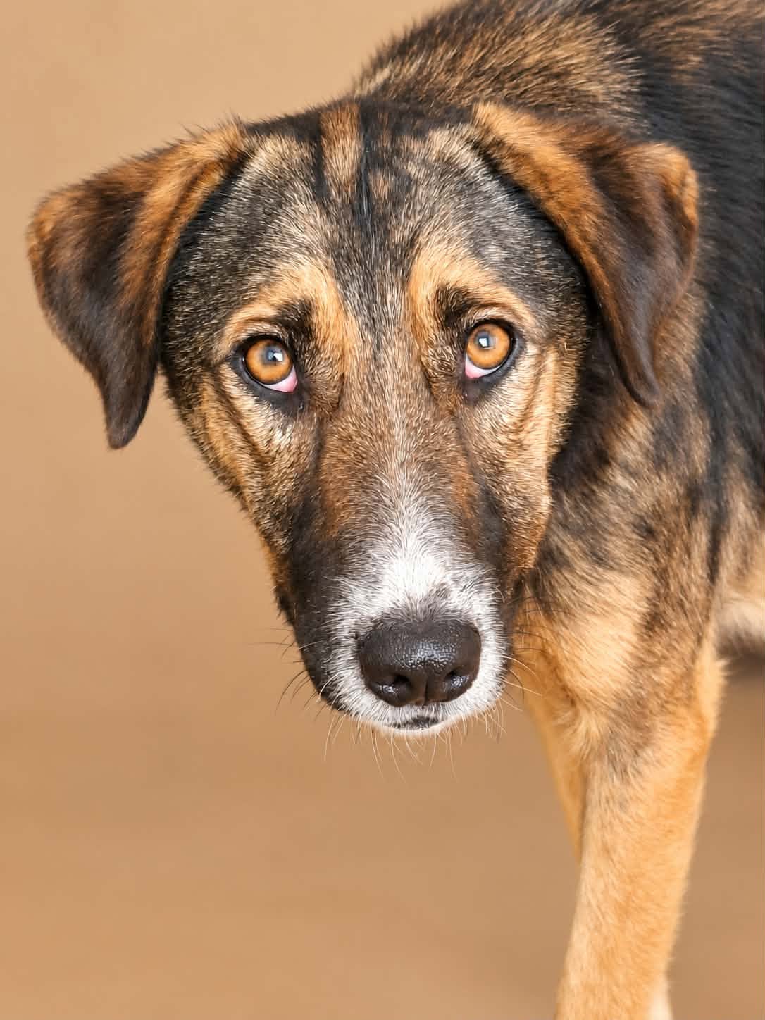Manina, rescuehond uit Roemenië