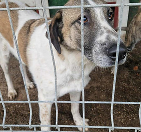 Rocco ter adoptie Stichting Care 4 Shelter Dogs 27.jpg