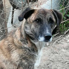 Ferdie ter adoptie 3.jpg