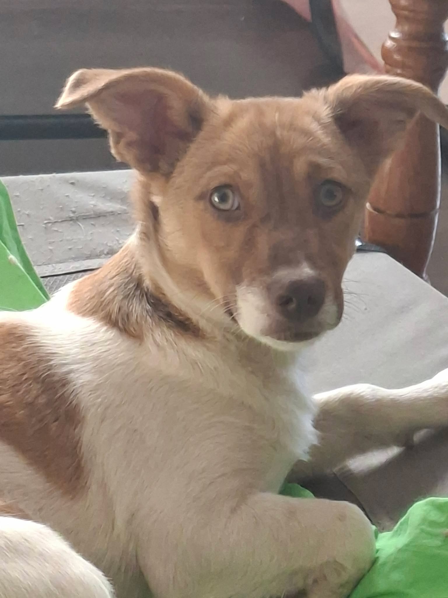 Chambord, rescuehond uit Roemenië