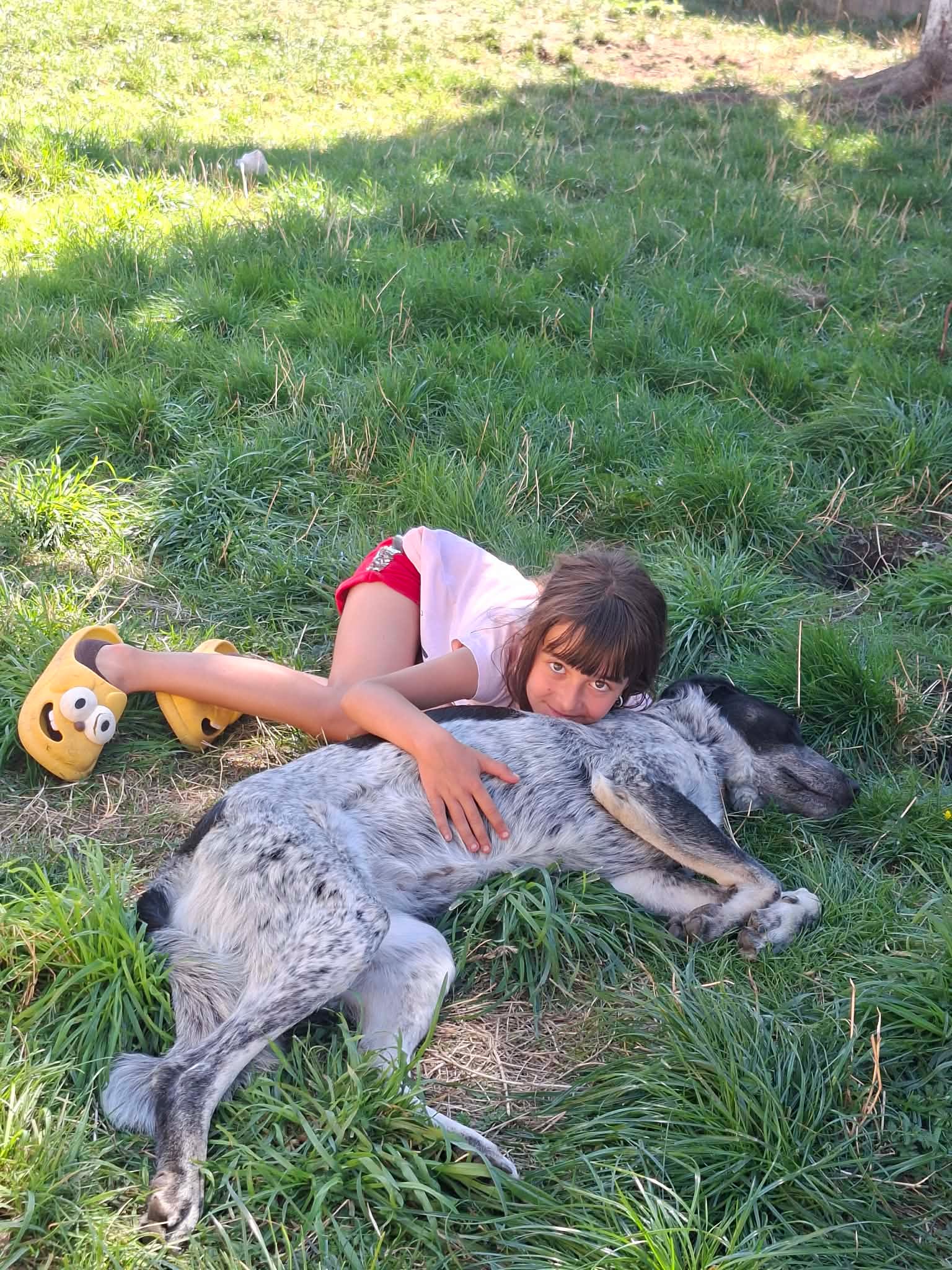 Flirt, rescuehond uit Roemenië