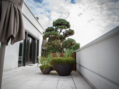 Bonsai Kiefer in Cortenstahl Kübel, Sternmoos und Iris in Tonkübeln Atelier Vierkant in Frankfurt Dachterrasse Gartenbau
