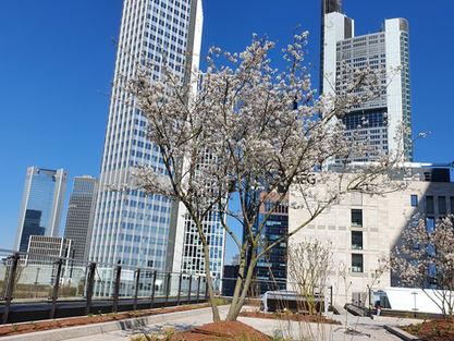 Großbaumpflanzung auf Dachterrasse in Frankfurt mit Blick auf die Skyline