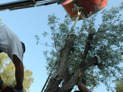 Großbaum Pflanzung Olivenbaum mit Kranwagen