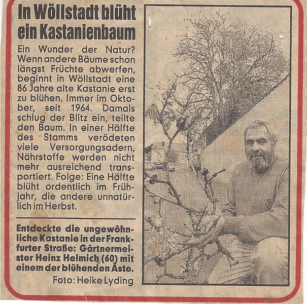 Zeitungsartikel Heinz Helmich Gärtnermeister