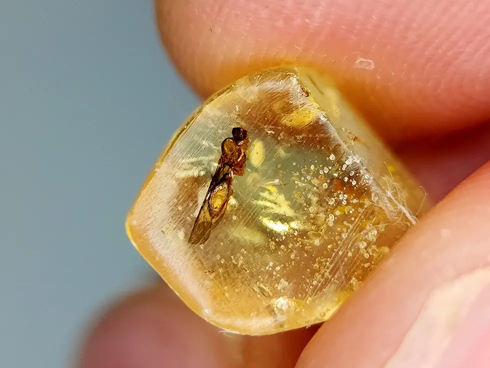 Ambre Baltique naturelle 1.36 ct avec inclusion d'un insecte ailé fossile parfaitement défini.