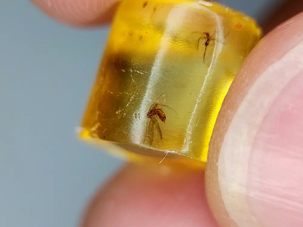 Ambre Baltique naturelle de 3.91 ct avec insecte fossile ailé parfaitement préservé dans une résine limpide.