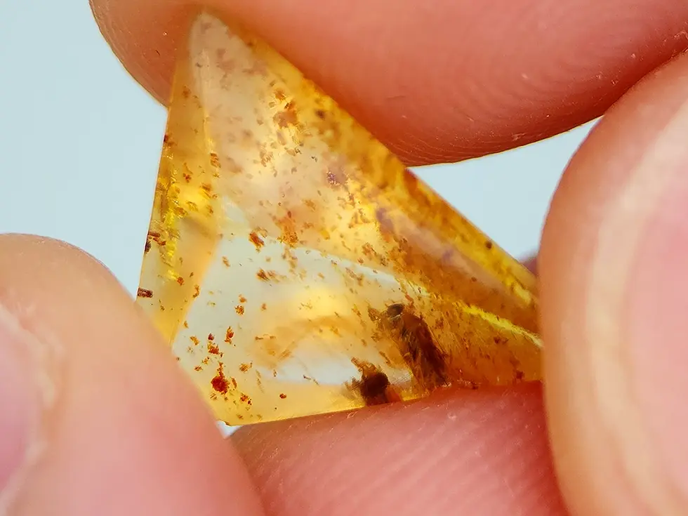 Ambre baltique triangulaire de 2 ct avec un insecte ailé et des débris organiques.