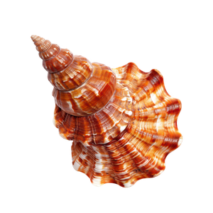 50.png