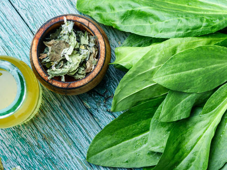 Você conhece os benefícios da Tanchagem?