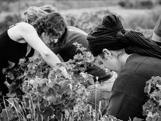 Vintage 2017 the harvest starts today!