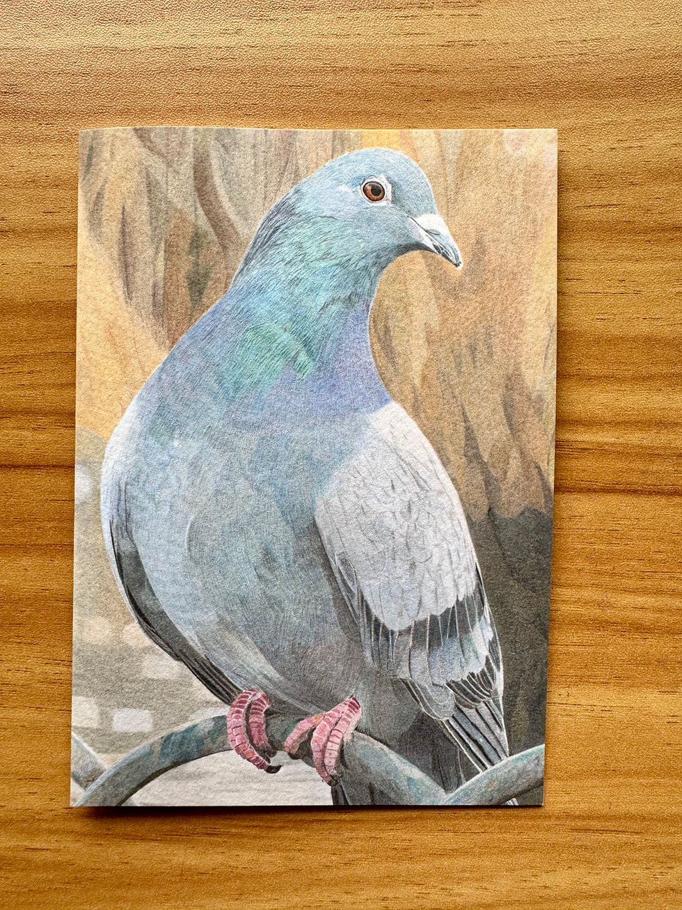 Thumbnail: Pigeon A6 Greeting Card, Hand Drawn Coloured Pencil Print.