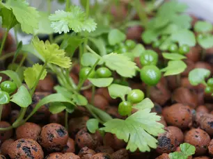 Growing Vegetables In Aquaponics