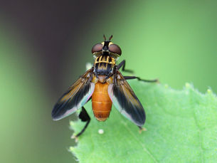 Trichopoda Pennipes