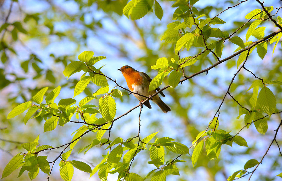 Robin among bright leaves. Bird wildlife photography photo art print