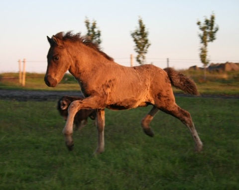 Hestheimar-foal.jpg