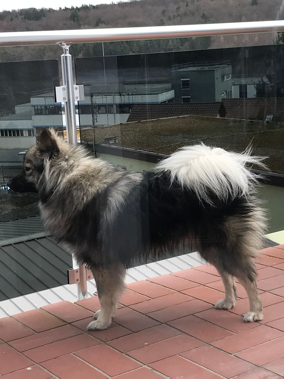 Großspitz Rüde CAPTAIN JACK vom Rurblick, ein aufmerksamer spitztypischer Rüde