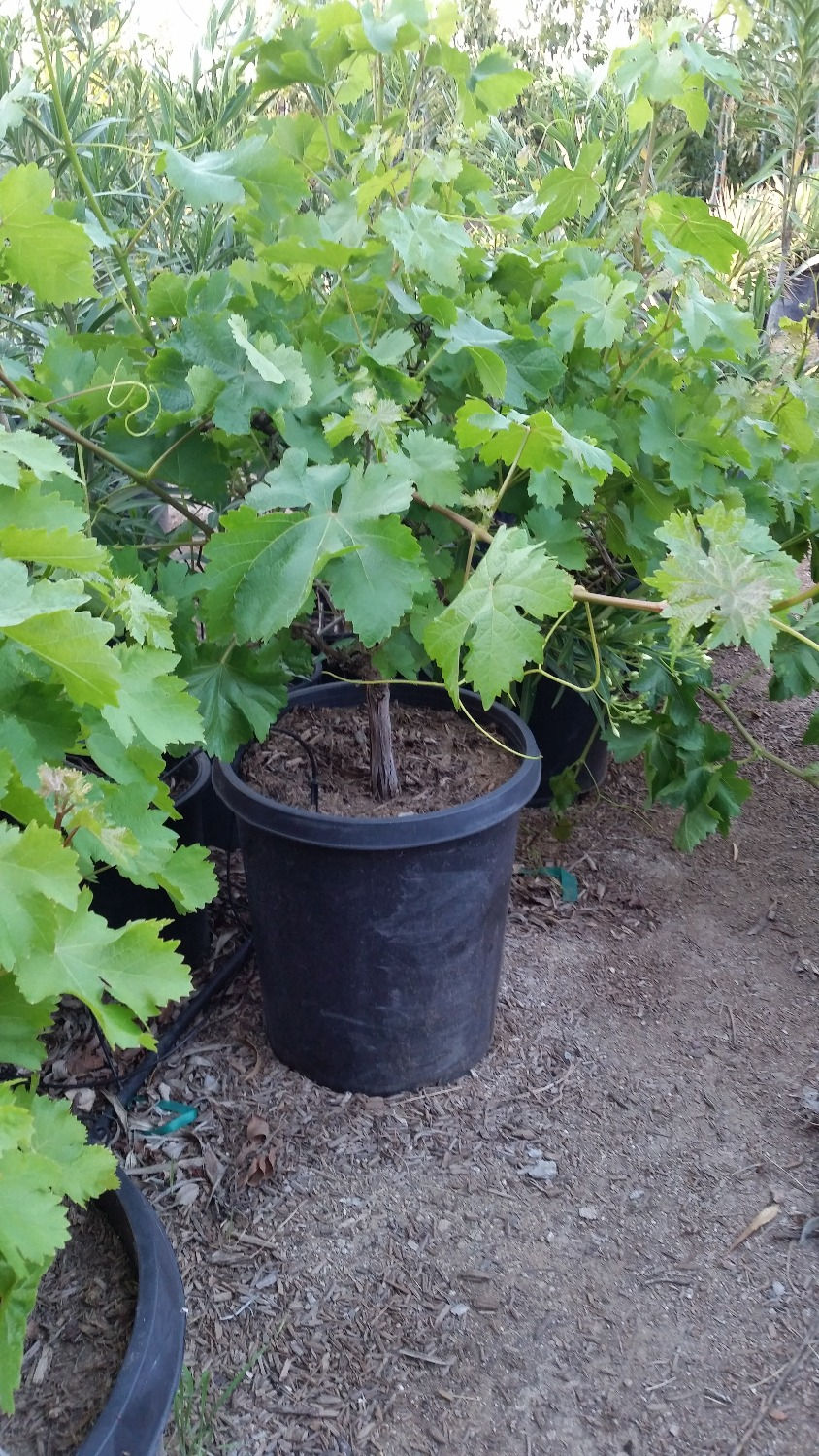 15 gal. Green Grapes