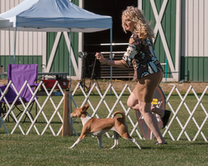 Campbell and Naziki are right in sync  at the Basenji Club of America National Specialty in Auburn this summer.
