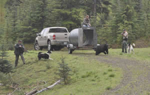 During the “hard release” of a bear, Officer Jason Capelli (a member of Richards’ detachment), left, with Mishka, and Officer Chris Moszeter, with Savute, watch as the animal runs for the woods.