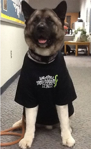 Spartacus, a 3-year-old Akita owned by therapy-dog handler Brad Cole, of Southbury, Conn., wears a Newtown benefit T-shirt, one of several designs marketed nationally following the Dec. 14, 2012 shootings.