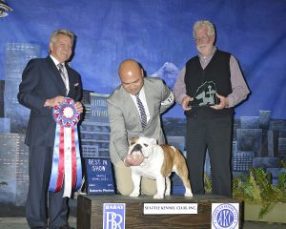 GCH WILSON’S I’M YOUR HANDYMAN. SEATTLE KENNEL CLUB BEST IN SHOW DAY 2, SUNDAY, MARCH 8TH. PHOTO COURTESY OF RANDY ROBERTS
