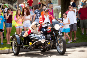 Danny Klein, of New Haven, Conn., and Remy, his Golden Retriever therapy dog, arrive in style at the Newtown thank-you ceremony.