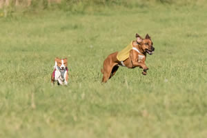 Chief trails the bigger Rhodesian Ridgeback, but not by much, in this phase of the long run.