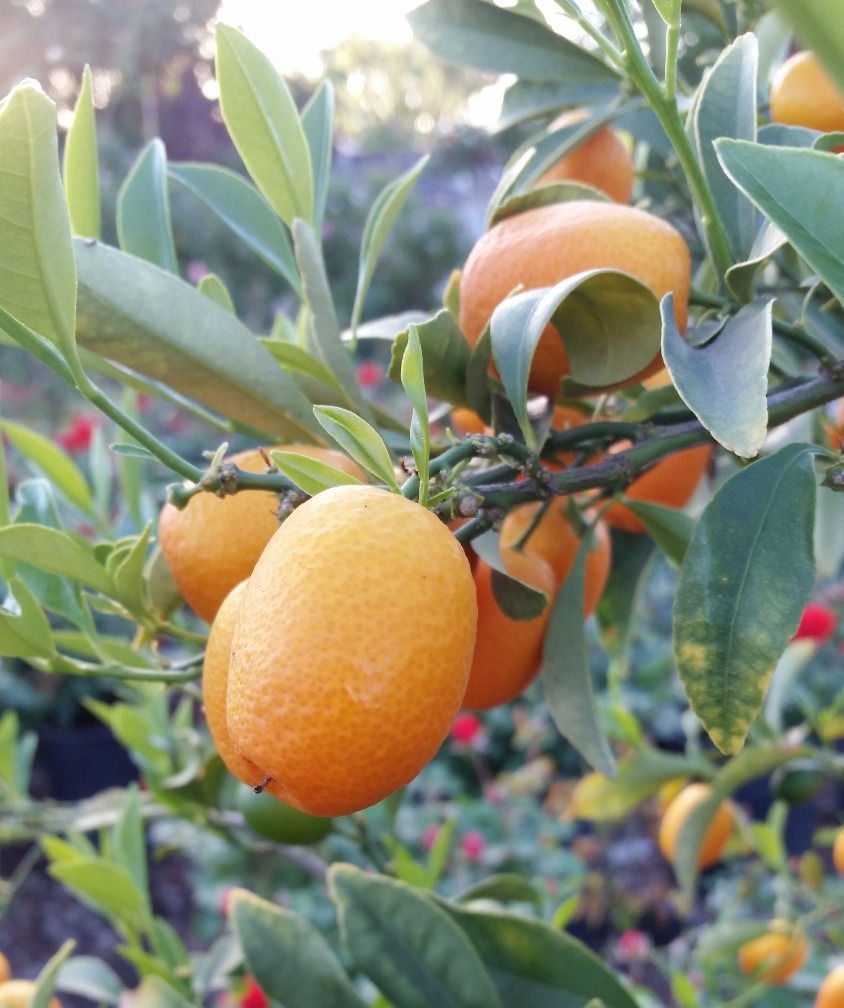 15 gal. Kumquat