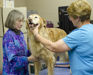 Schaefer palpates the elbow of Chilly, an 11-year-old golden retriever, while his owner, Sharon Colvin, of Bothell, steadies the dog, one of the Northwest’s premier obedience performers.