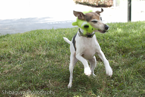 A recovered Lucy lets everyone know she is feeling much better while shaking her squeak toy during a play session.