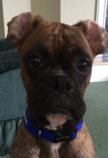 A perky Gus is an active family member of Gary and Lissa Brown’s Pennsylvania household.
