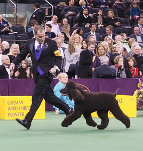 Handler Rick Krieger, of Charlton, Mass., guides Riley through the Sporting-group ring at Westminster in February.