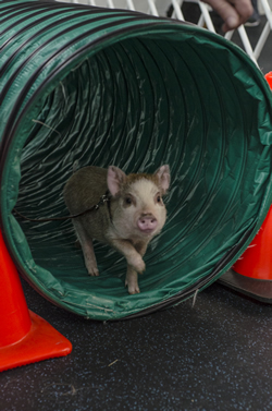 To help puppies gain confidence and have fun, small agility obstacles are introduced in class. Here Amy emerges from the tunnel.