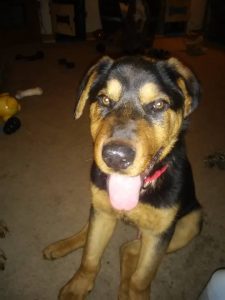 Rudy (2)