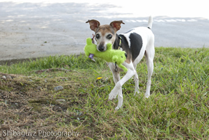 Lucy retrieves her squeak toy, which became a trademarkl of her improving health during stays at Summit Veterinary Referral Center.