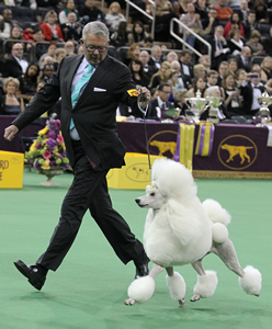 Tim Brazier guides Ally about the best-in-show ring at Madison Square Garden Feb. 11. The two earned a coveted Reserve Best in Show at the Westminster Kennel Club Dog Show that evening.