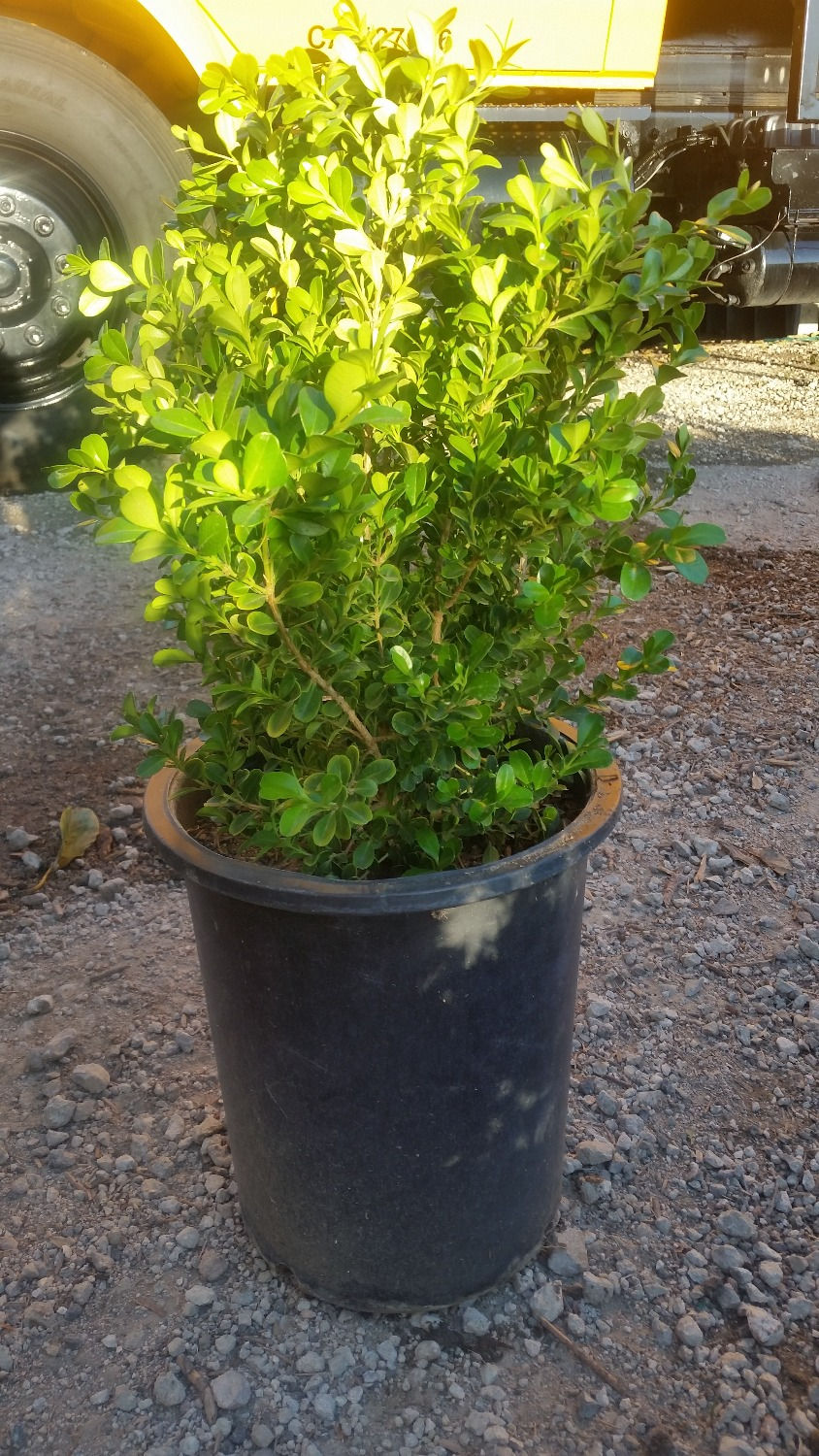 5 gal. Boxwood