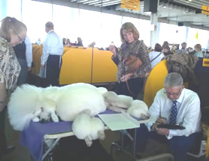 Who me stressed? Not Ally, not even at Westminster, as groomer Penny Dugan, left, and Brazier were otherwise occupied alongside.