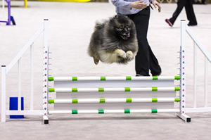 The action-packed and challenging agility ring is always a popular draw with crowd goers.
