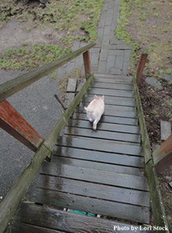 One of Stock’s concerns before purchasing a pig was how it would acclimate to stairs at home. Amy quickly left no doubt about that.