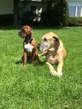 Gus’s family mate, Bart, a Great Dane, is his favorite play buddy.
