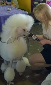 Ally, the nation’s top non-sporting dog in 2013, was accustomed to doing interviews during the well-traveled year.